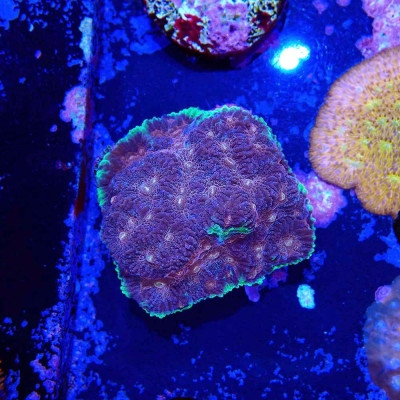 Favia sp.- Corail en WYSIWYG