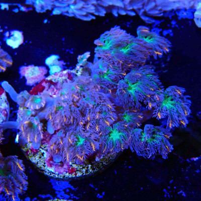 Clavularia papaya