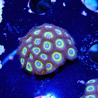 Zoanthus Ultra