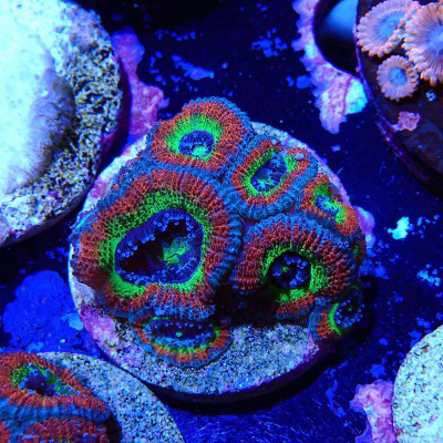 Micromussa Holy Grail- Corail en WYSIWYG
