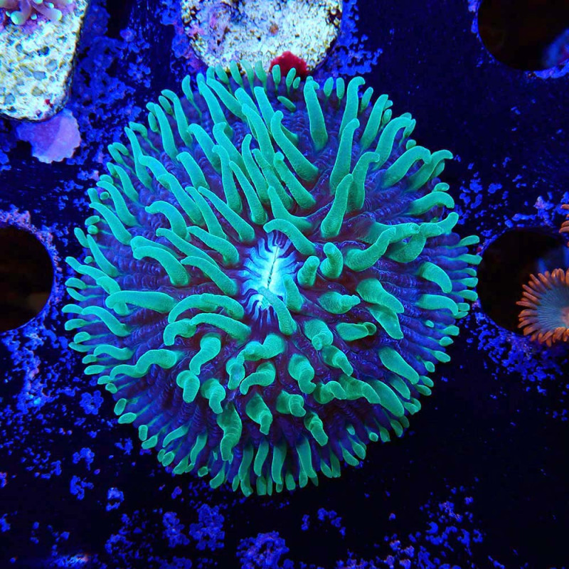 Cycloseris Fluo Green Polyps / Purple
