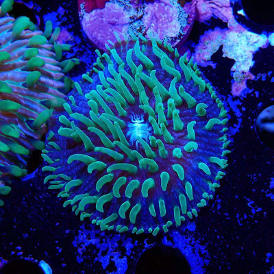 Cycloseris Fluo Grün Polypen / Violett