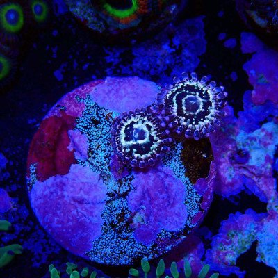 Zoanthus Ultra Stratosphere