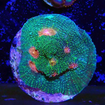 Echinophyllia