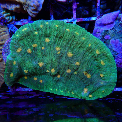 Echinophyllia Space Invader sp.