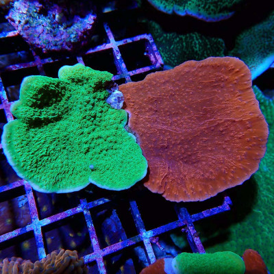 Montipora foliosa