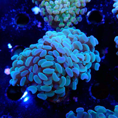 Euphyllia paraancora- Corail en WYSIWYG