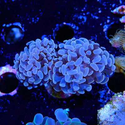 Euphyllia paraancora- Corail en WYSIWYG
