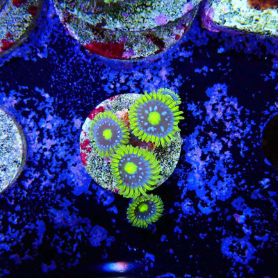 Zoanthus Ultra Blueberry pie