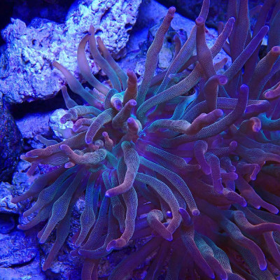 Entacmea quadricolor Sunburst