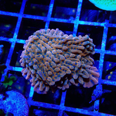 Montipora sp. JF Altered Ego