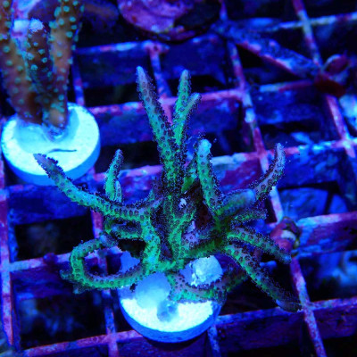 Seriatopora hystrix