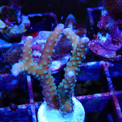 Anacropora RRC Tropicana