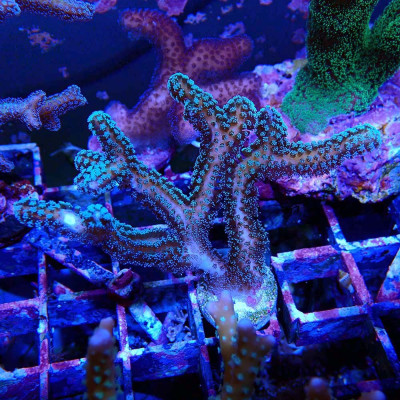 Seriatopora sp.