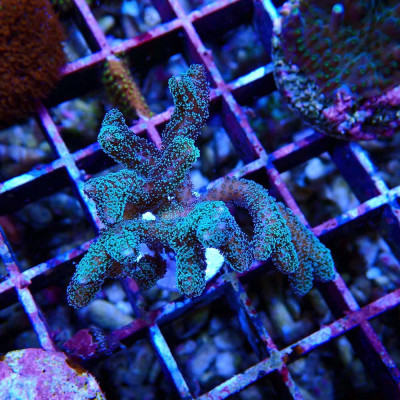 Seriatopora caliendrum
