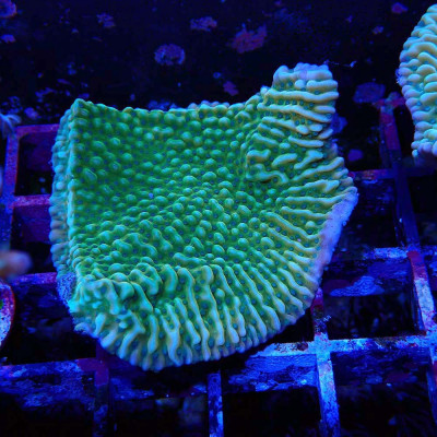 Montipora sp. JF Beach Bum