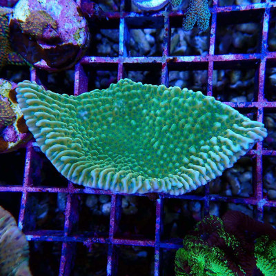Montipora sp. JF Beach Bum