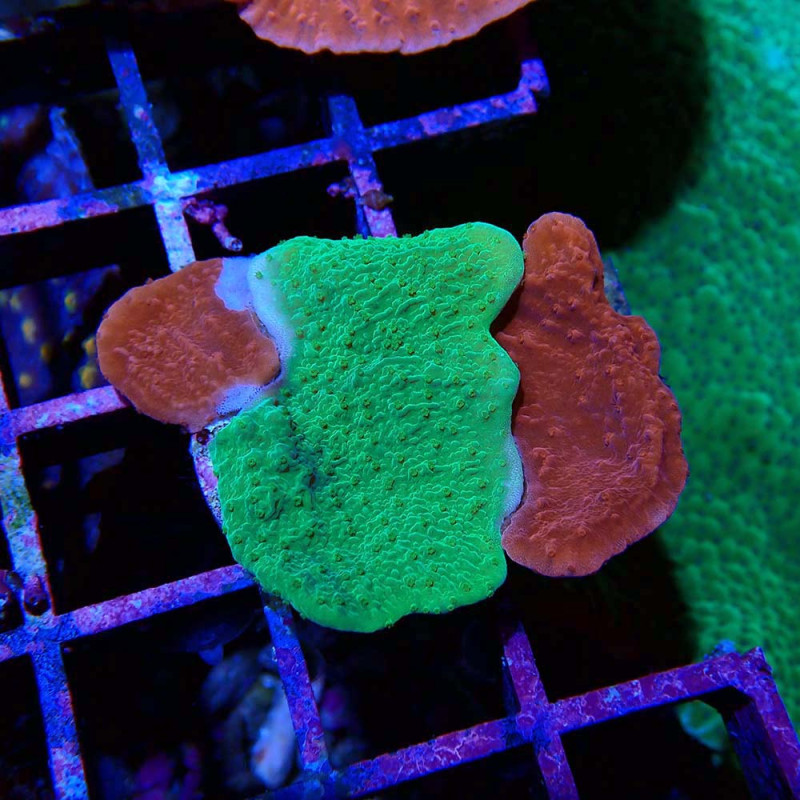 Montipora foliosa