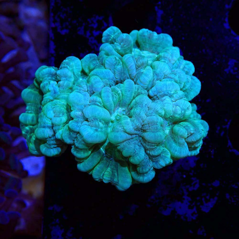 Caulastrea furcata