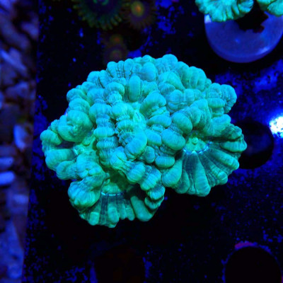 Caulastrea- Corail en WYSIWYG Caulastrea- Corail en WYSIWYG
