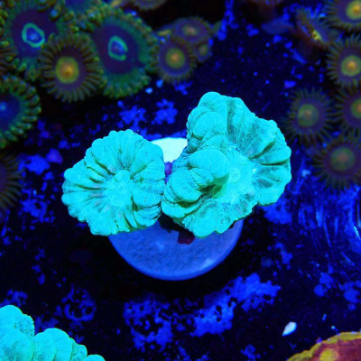 Caulastrea furcata