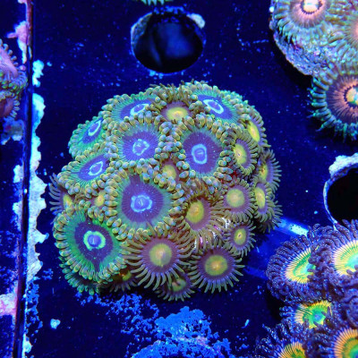 Zoanthus Ultra Mix Zoanthus Ultra Mix
