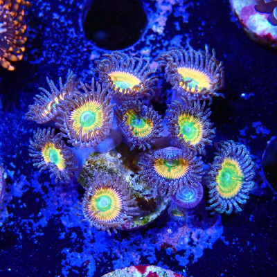 Zoanthus Ultra Sunny D