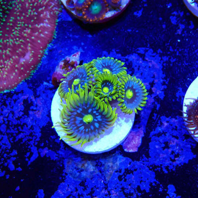 Zoanthus Ultra Blueberry pie Zoanthus Ultra Blueberry pie