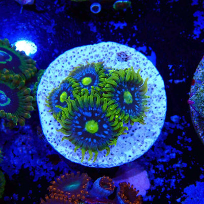 Zoanthus Ultra Blueberry pie