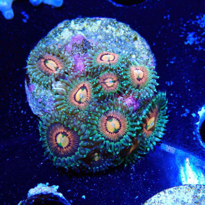 Zoanthus Ultra Rainbow Incinerator