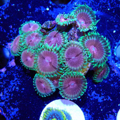 Zoanthus Ultra En WYSIWYG chez Récif'All Zoanthus Ultra En WYSIWYG chez Récif'All