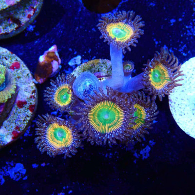 Zoanthus Ultra Sunny D Zoanthus Ultra Sunny D