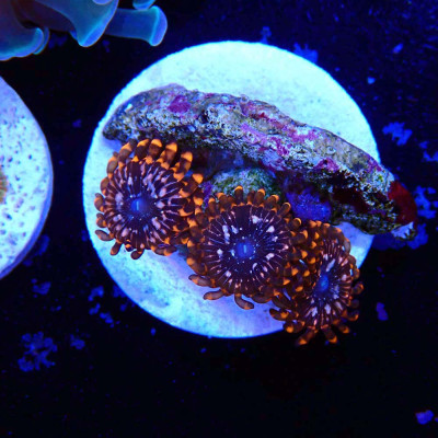 Zoanthus Utter Chaos