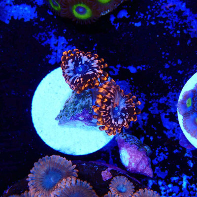 Zoanthus Ultra Utter Chaos