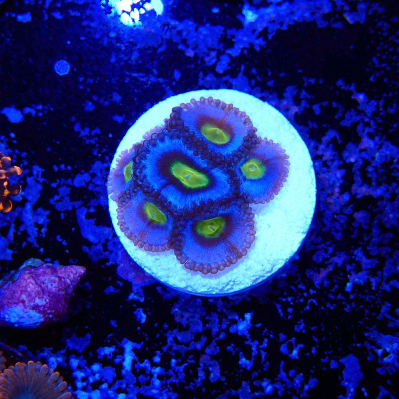Zoanthus Ultra AIO
