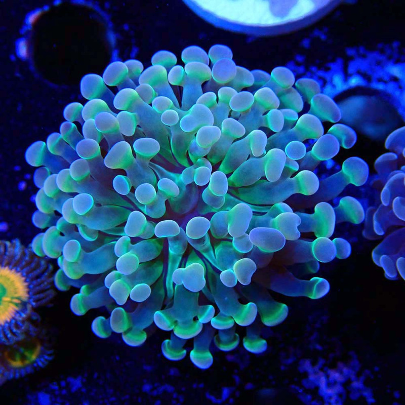 Euphyllia paraancora Hologram