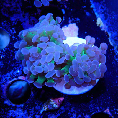 Euphyllia- Coraux d'élevage en WYSIWYG
