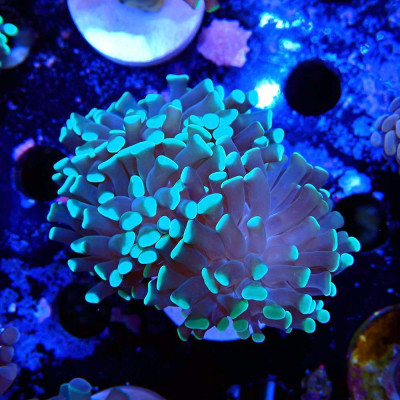 Euphyllia paraancora