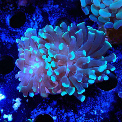Euphyllia paraancora Euphyllia paraancora