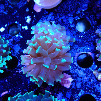 Euphyllia en WYSIWYG chez Récif'All Euphyllia en WYSIWYG chez Récif'All