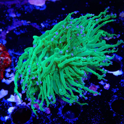 Euphyllia glabrescens Euphyllia glabrescens