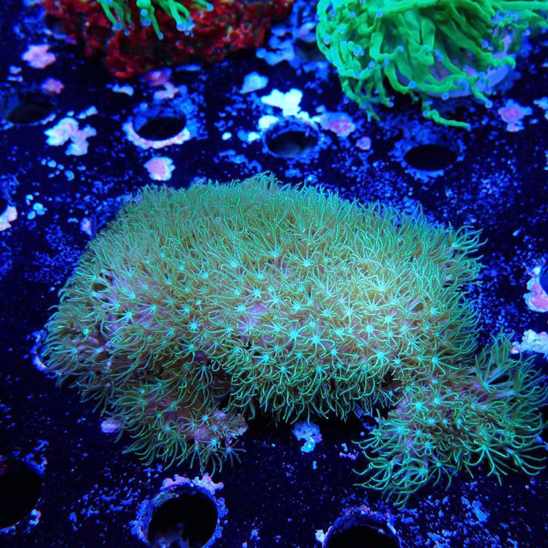 Pachyclavularia sp.