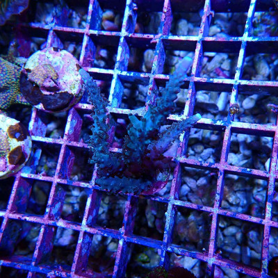 Acropora sp. en WYSIWYG