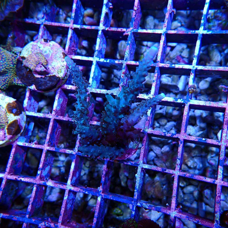 Acropora sp.