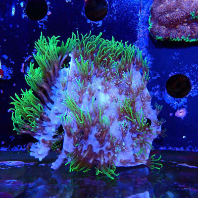 Briareum Vert Fluo Briareum Vert Fluo
