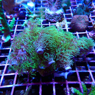 Briareum Grün Fluo Briareum Grün Fluo