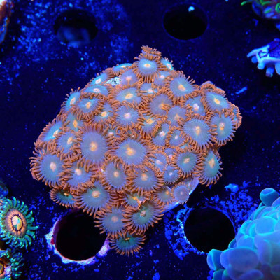 Zoanthus Ultra Gatorade Zoanthus Ultra Gatorade