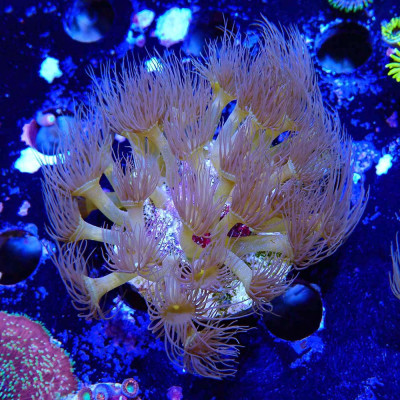 Parazoanthus gracilis Parazoanthus gracilis
