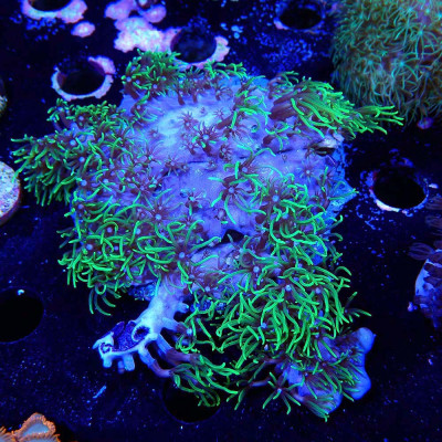 Briareum Vert Fluo Briareum Vert Fluo