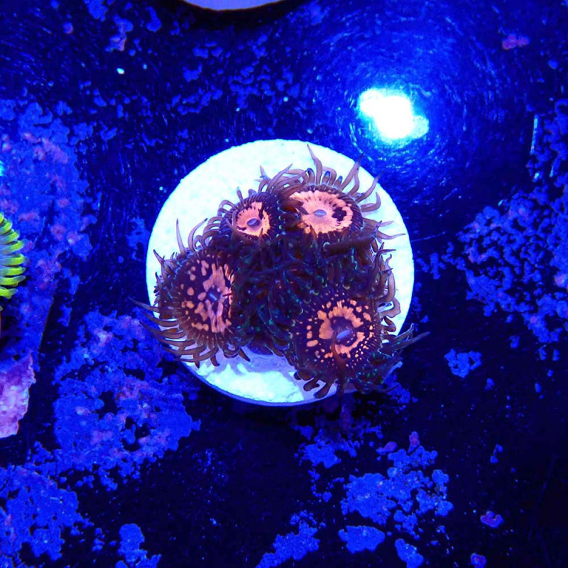 Zoanthus Ultra Blood Sucker